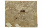 Detailed Fossil Dragonfly (Odonata) Larva - France #254263-1